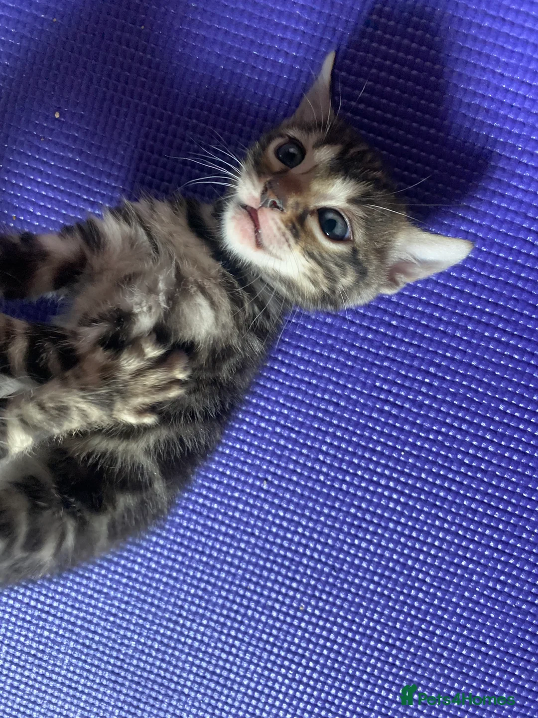 Bengal cats for sale: Silver and Brown Pedigree Bengal Kittens For Sale  - Advert 20