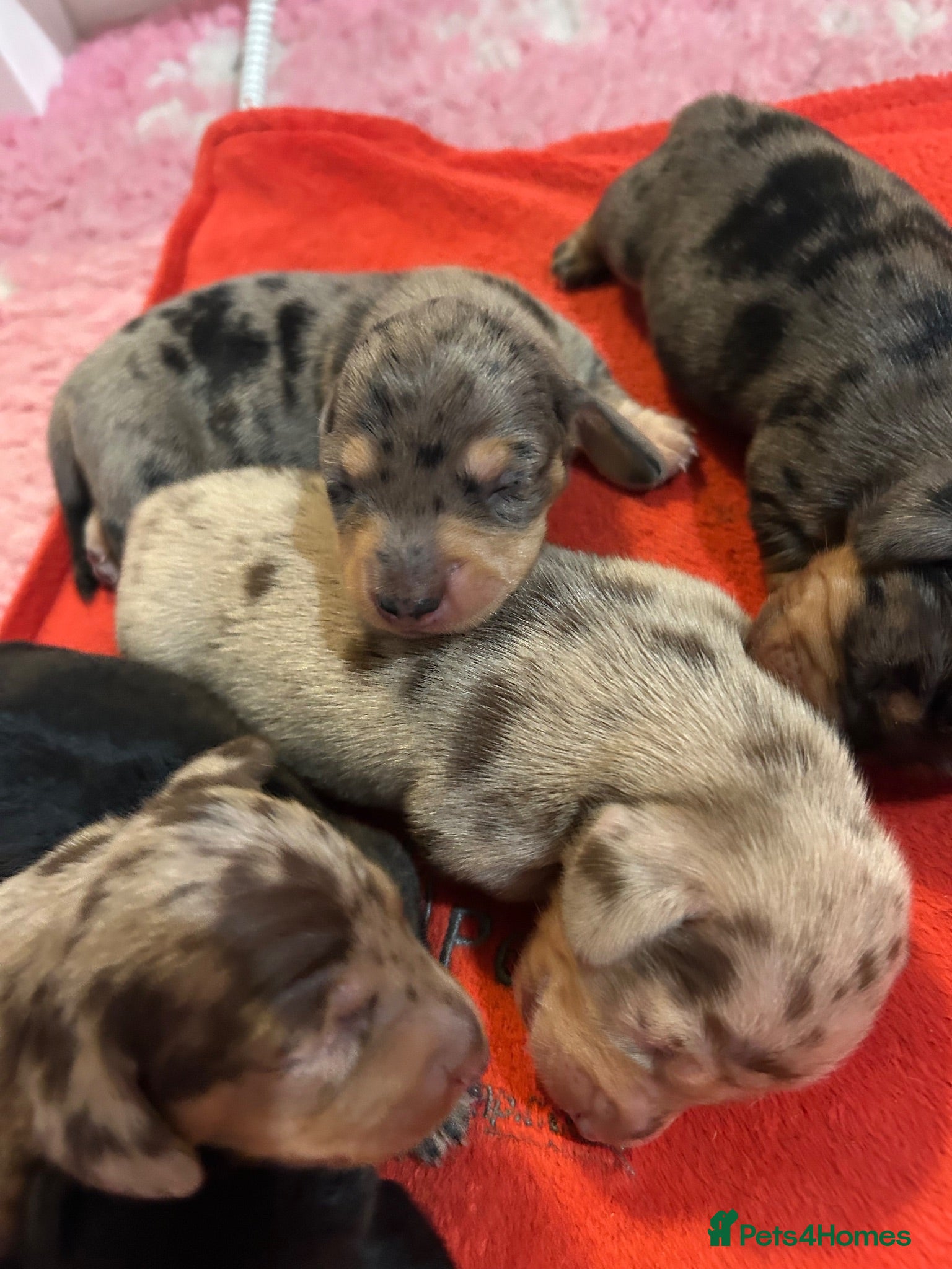 Miniature Dachshund dogs MINIATURE DACHSHUND PUPPIES - Advert 6
