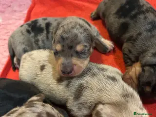 Miniature Dachshund dogs MINIATURE DACHSHUND PUPPIES - Advert 1
