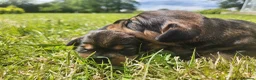 Dachshund dogs for sale: Kc registered teckel  - Advert 17