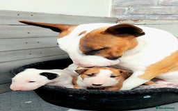 Bull Terrier dogs for stud: English Bull Terrier STUD dog - Image 11
