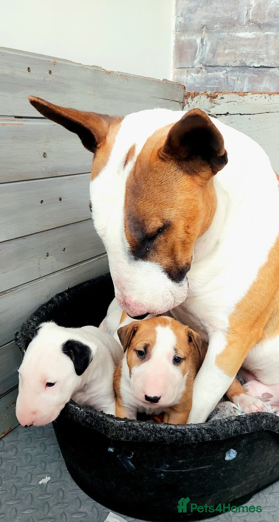 Bull Terrier dogs for stud: English Bull Terrier STUD dog - Image 11