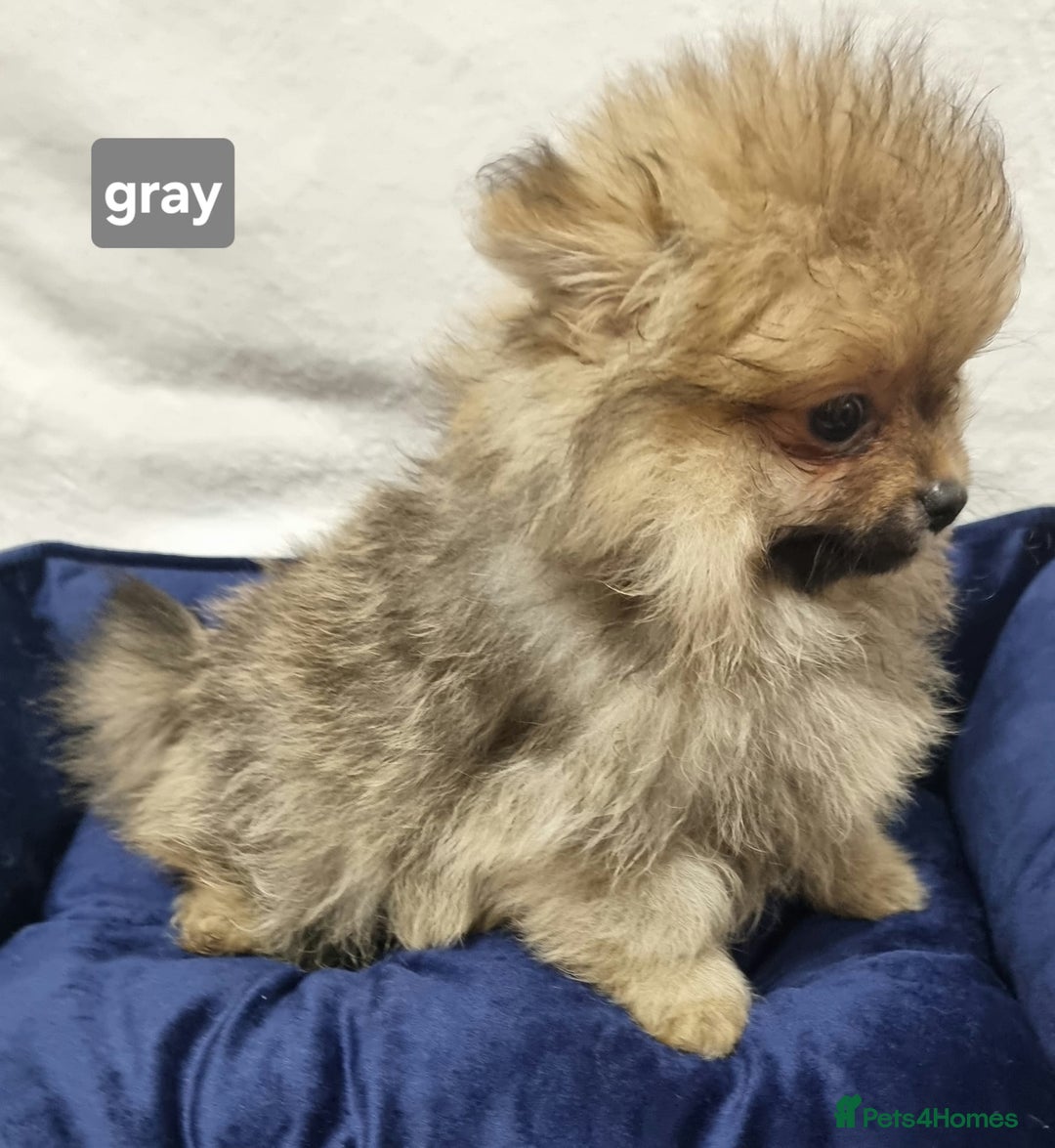 Pomeranian dogs for sale: Pomeranian Puppy 5   (RED)  - Pomeranian  - Image 4