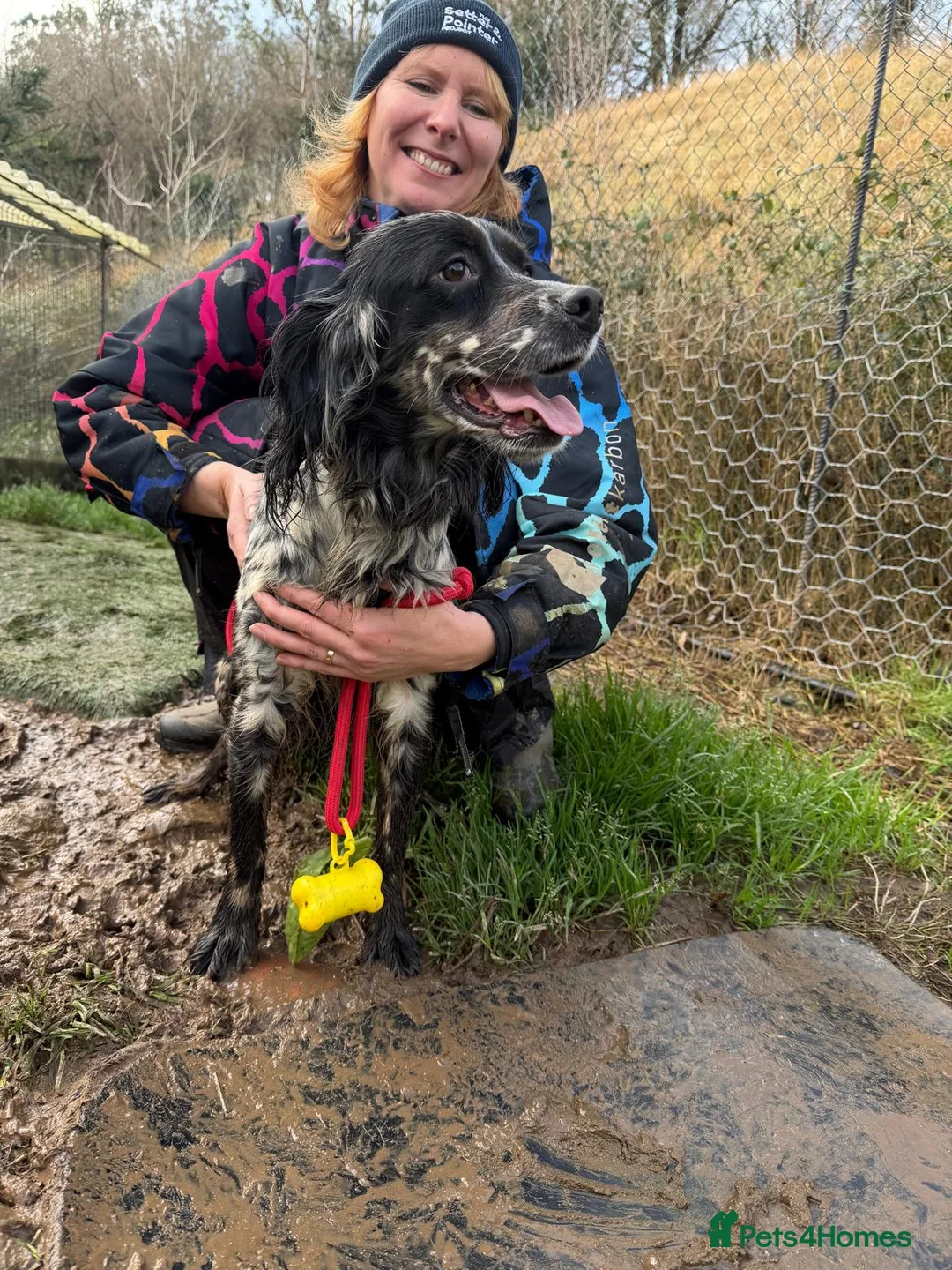 English Setter dogs for adoption: Lina  - Advert 8