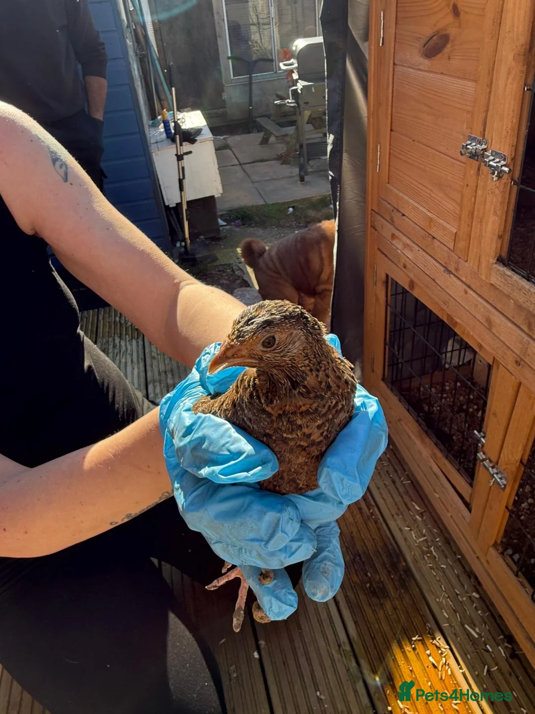 Quail poultry for sale: Quil  - Advert 4