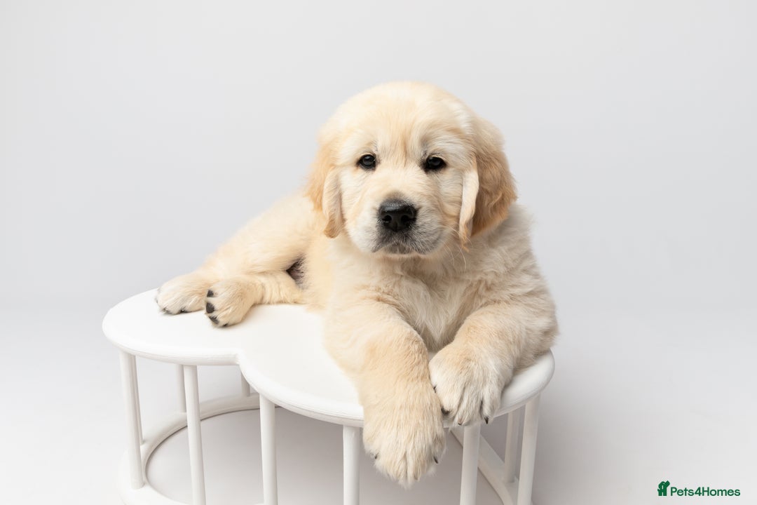 Golden Retriever dogs for sale: European bloodline GR puppies  - Advert 29