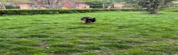 German Shepherd dogs for stud: Long Haired Black & Tan GSD Stud  - Advert 12