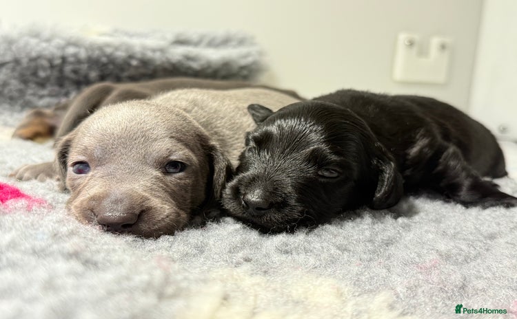 Miniature Dachshund dogs - Advert 15