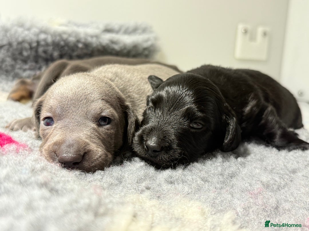 Miniature Dachshund dogs for sale: Stunning miniature dachshunds - Image 1