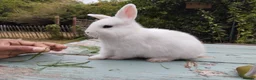 Mixed Breed rabbits for sale: Mixed breed £70 each - Advert 25