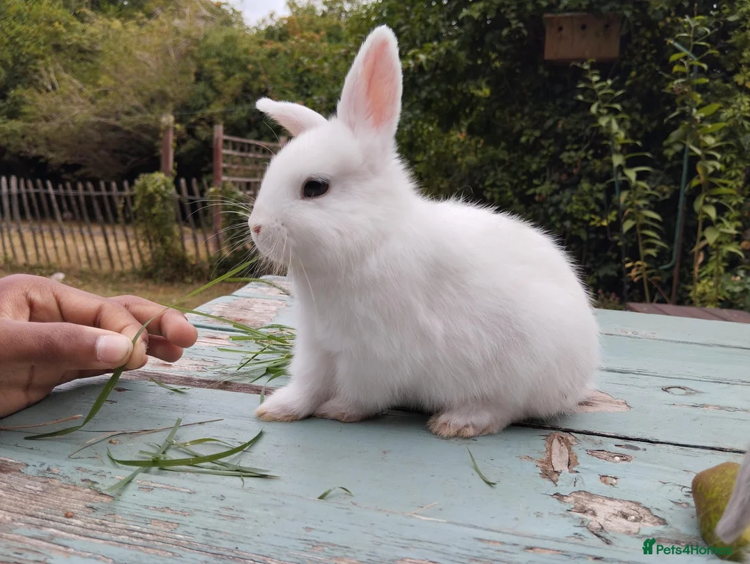 Mixed Breed rabbits for sale: Mixed breed £40. Last one left - Advert 4