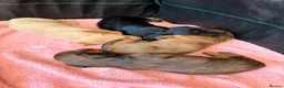 Miniature Dachshund dogs for sale: 🐾 Beautiful Miniature Dachshund Puppies 🐾  - Advert 4