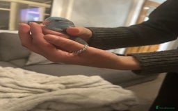 Budgerigars birds for sale: Cute and friendly Blue parrotlet for sale!!  - Image 1