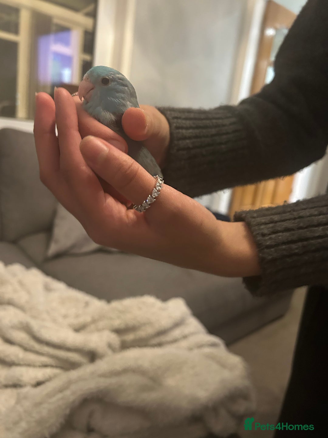 Budgerigars birds for sale: Cute and friendly Blue parrotlet for sale!!  - Image 1