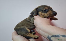 Miniature Dachshund dogs for sale: 5 gorgeous miniature dachshund puppies for sale  - Image 12