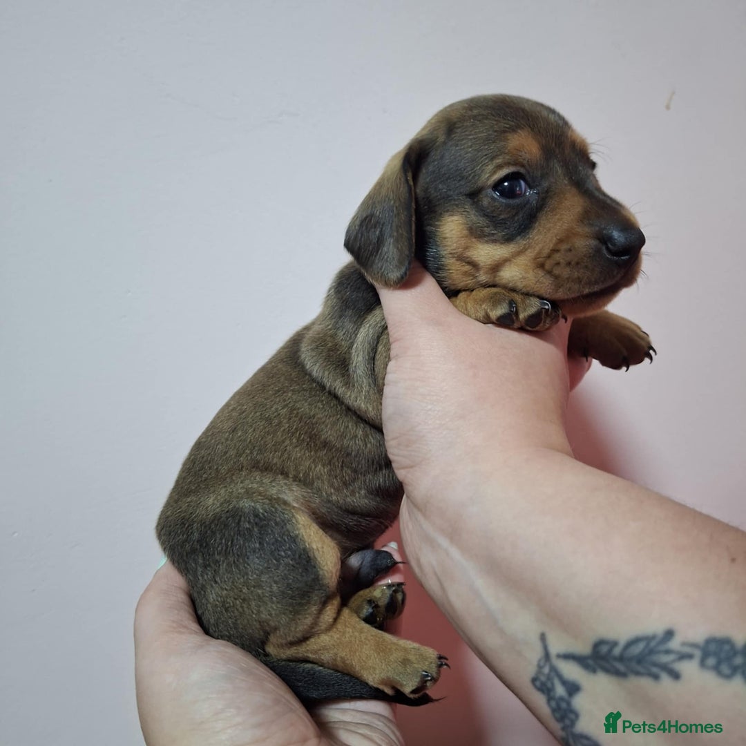 Miniature Dachshund dogs for sale: 5 gorgeous miniature dachshund puppies for sale  - Image 12