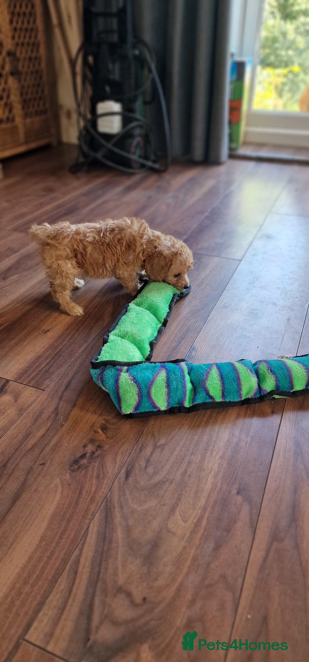 Cockapoo dogs for sale: Cockapoo - Image 17