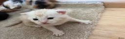 British Shorthair cats for sale: Kittens - Advert 4