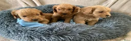 Cockapoo dogs for sale: Stunning red toy cockapoo puppies  - Advert 5