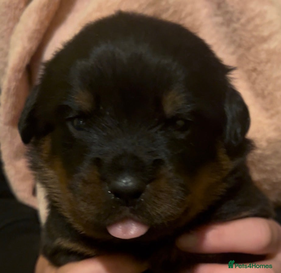 Rottweiler dogs Rottweilers top health tested parents - Advert 5