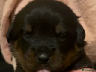 Rottweiler dogs Rottweilers top health tested parents - Advert 5