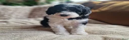 Sheepadoodle dogs for sale: Ultimate Pedigree F1 Sheepadoodles  - Advert 22