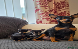 Miniature Pinscher dogs for sale: Miniature pincher female  - Image 3