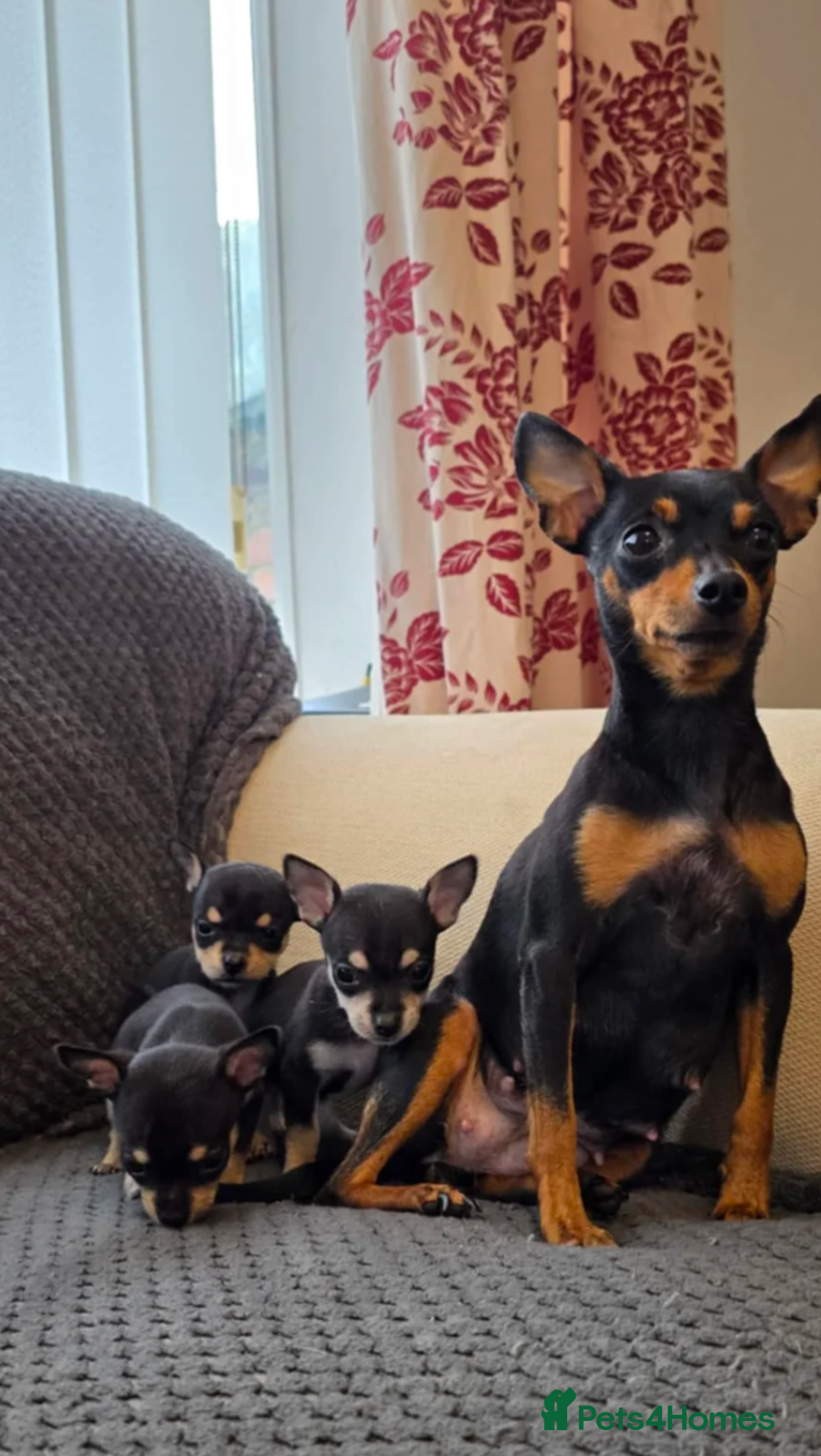 Miniature Pinscher dogs for sale: Miniature pincher female  - Image 3