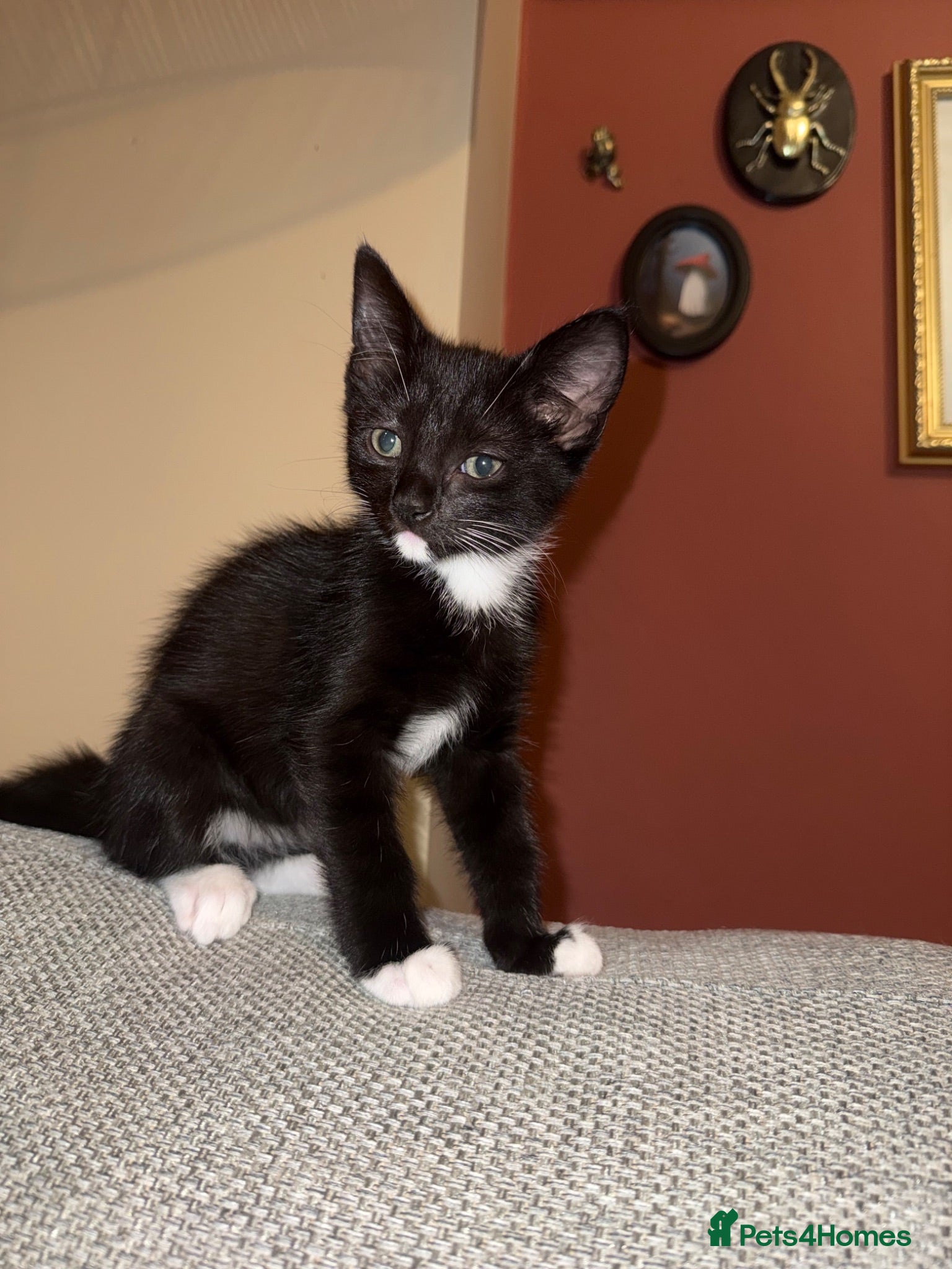 Mixed Breed cats 5 black and white kittens ready to go now - Advert 1
