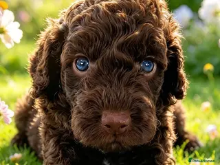 Cockapoo dogs DNA CLEAR,beautiful Cockapoos, Ready 5th November - Advert 10