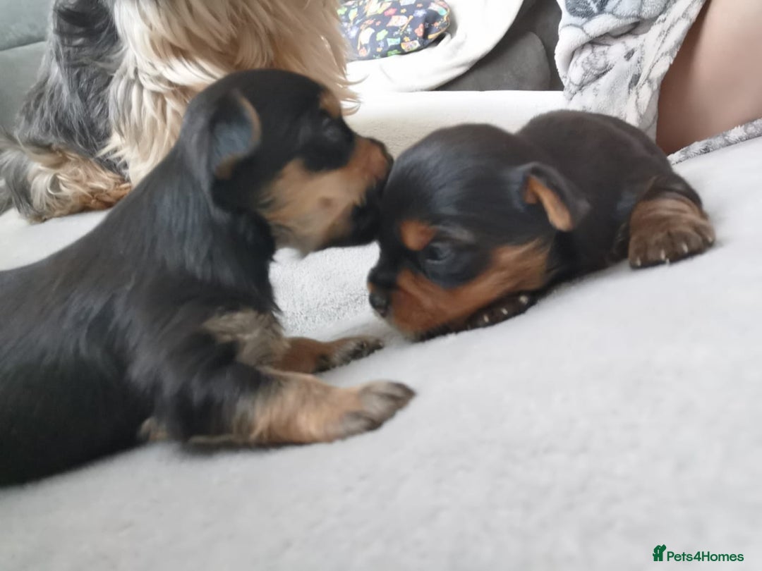 Yorkshire Terrier dogs for stud: Yorkshire terrier for stud in Telford - Advert 2