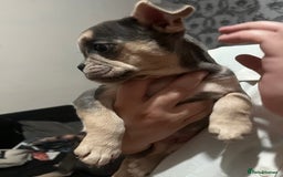 Mixed Breed dogs for sale: Beautiful female puppy ready today  - Image 25
