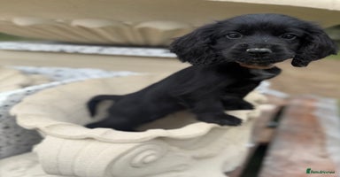 Cockapoo dogs in Leicester - Advert 3