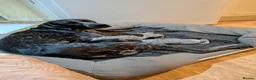 German Shorthaired Pointer dogs for sale: German Shorthaired Pointer - Advert 6
