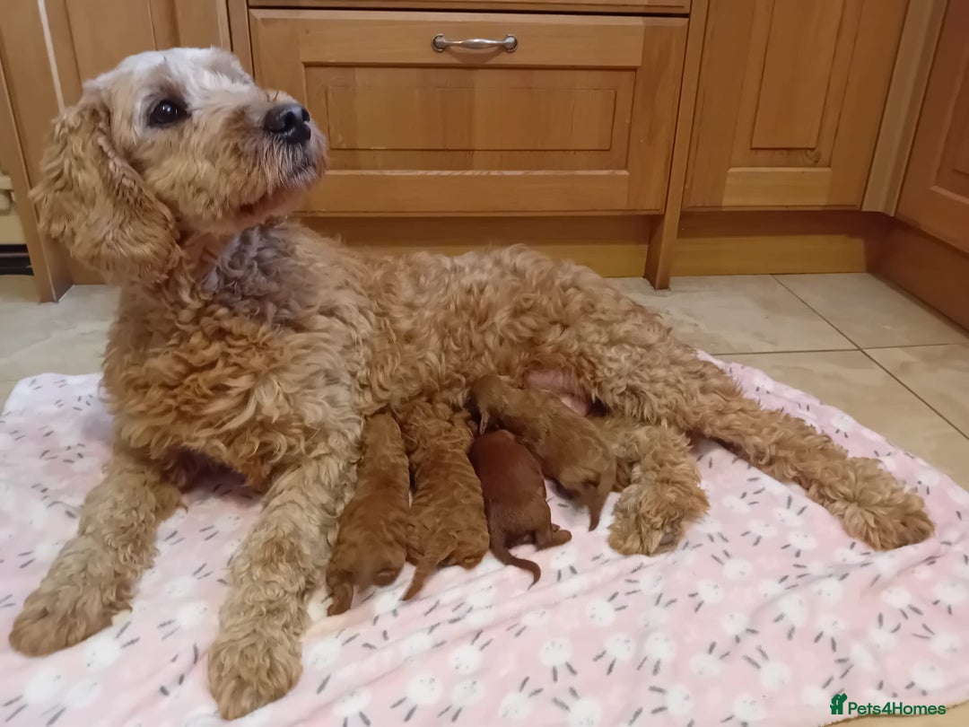 Goldendoodle dogs for sale: Gorgeous F1b Goldendoodles - Advert 18