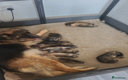 German Shepherd dogs for sale: KC REGISTERED HEALTH TESTED PARENTS READY NOW - Image 6