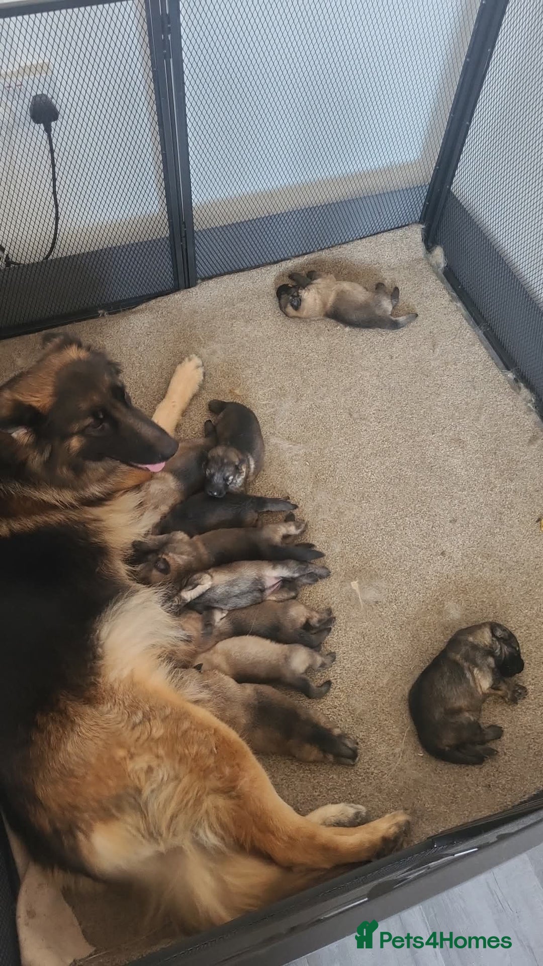 German Shepherd dogs for sale: KC REGISTERED HEALTH TESTED PARENTS READY NOW - Image 6