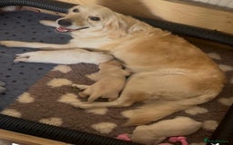 Golden Retriever dogs for sale: Beautiful KC Registered Golden Retriever Puppies - Image 14