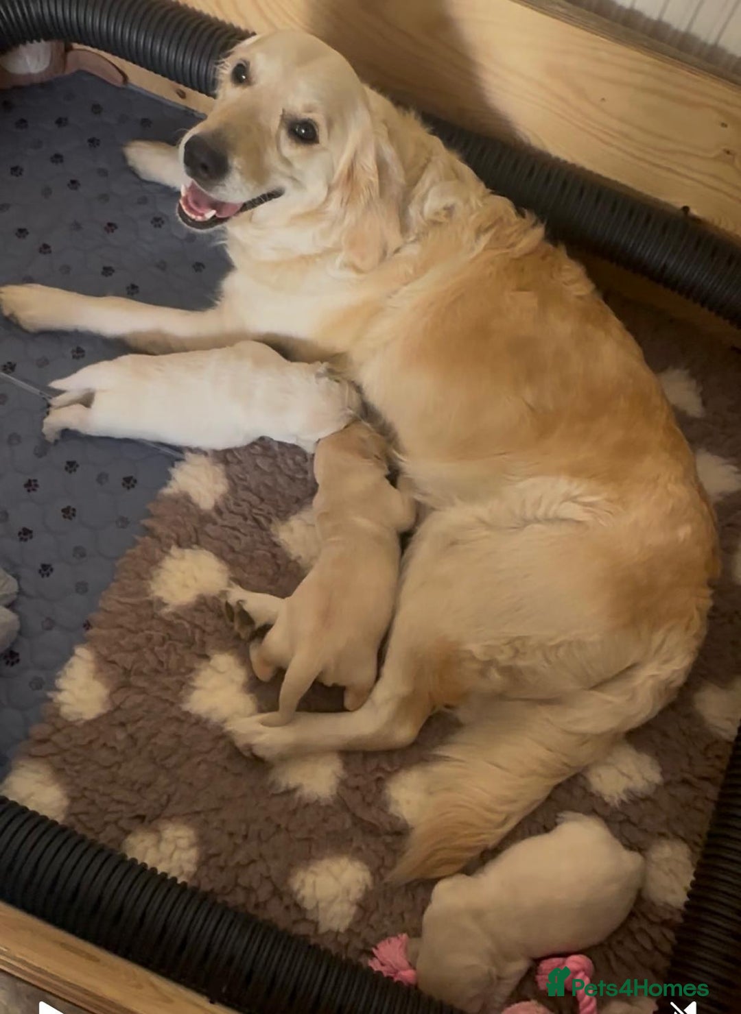 Golden Retriever dogs for sale: Beautiful KC Registered Golden Retriever Puppies - Image 14