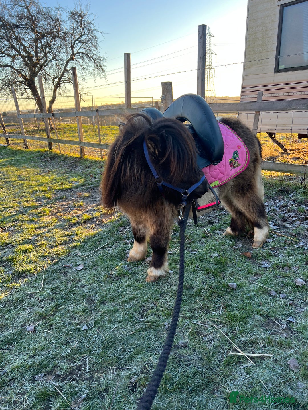 Shetland pony horses for sale: Registered Shetland pony  - Advert 6