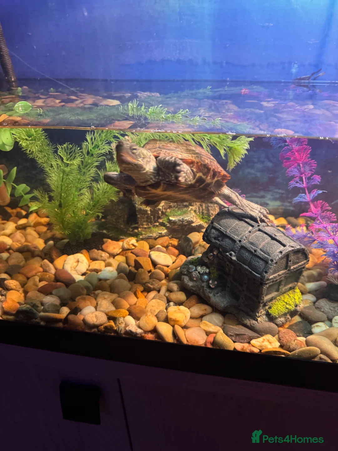 Turtle reptiles for sale: Male Reeves Turtle (Chinese pond turtle)  in Glasgow - Advert 2