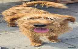 Soft Coated Wheaten Terrier dogs for adoption: Caramel. 15kg medium size  - Image 6