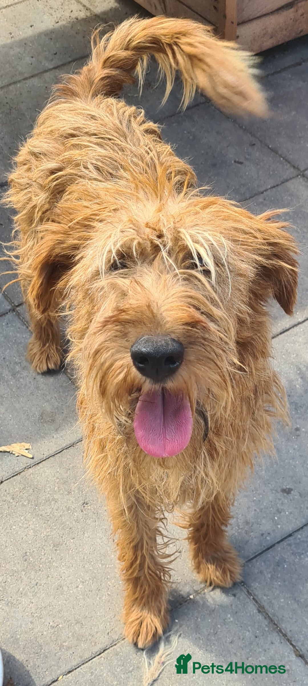 Soft Coated Wheaten Terrier dogs for adoption: Caramel. 15kg medium size  - Image 6