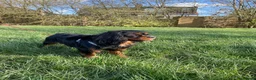 Cavalier King Charles Spaniel dogs for stud: Cavalier for stud - Advert 2