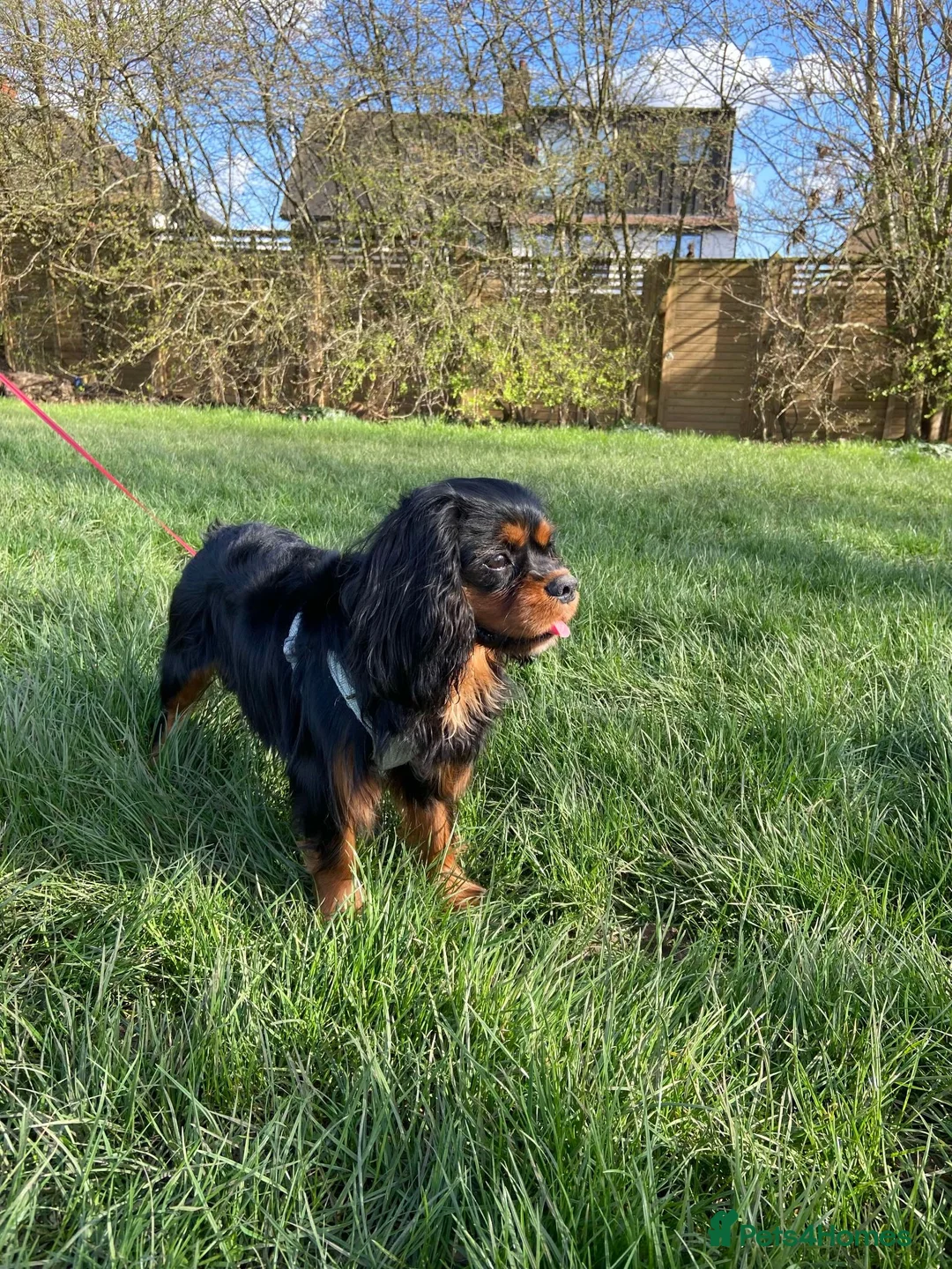 Cavalier King Charles Spaniel dogs for stud: Cavalier for stud - Advert 2