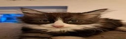 Norwegian Forest Cat cats for sale: 6 adorable NFC/maincoon kittens. - Advert 10