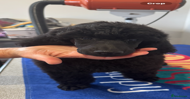 Standard Poodle dogs - Advert 11