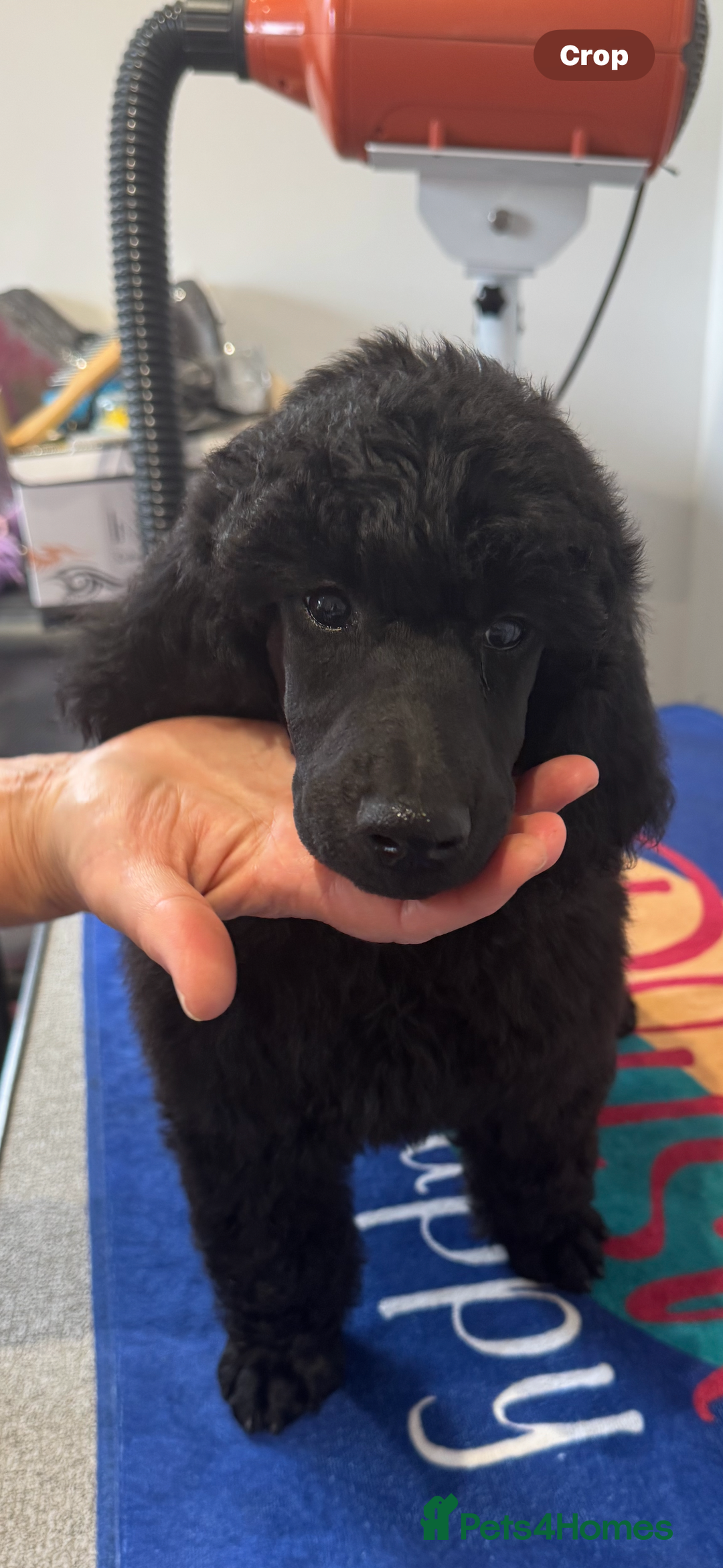 Standard Poodle dogs for sale: Standard Poodle Male  - Image 2