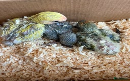 Lovebirds birds for sale: Beautiful Love Bird Babies For Sale - Image 1