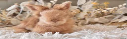 Angora rabbits for sale: BEAUTIFUL LITTER OF ANGORAS - Advert 14